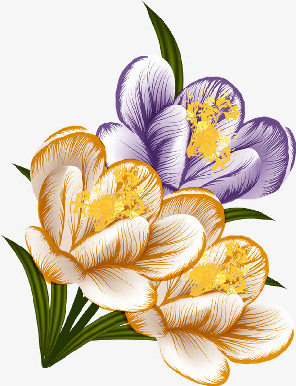 番红花花束免抠