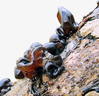 野生木耳产品实物免抠