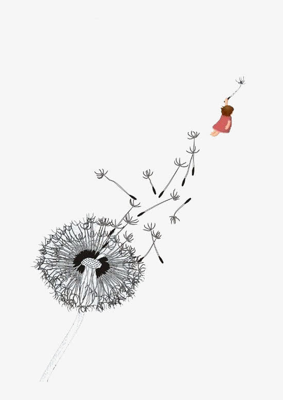 手绘蒲公英插画免抠