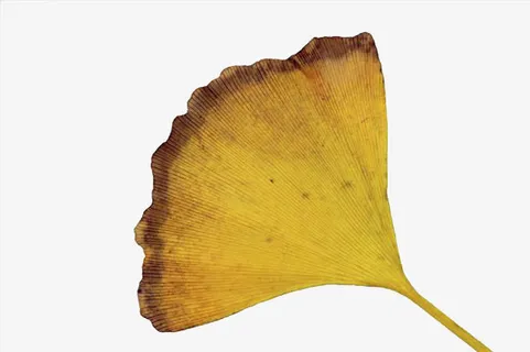 花纹银杏叶免抠