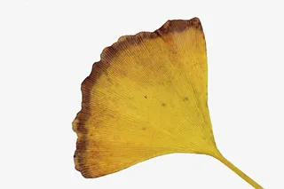 花纹银杏叶免抠