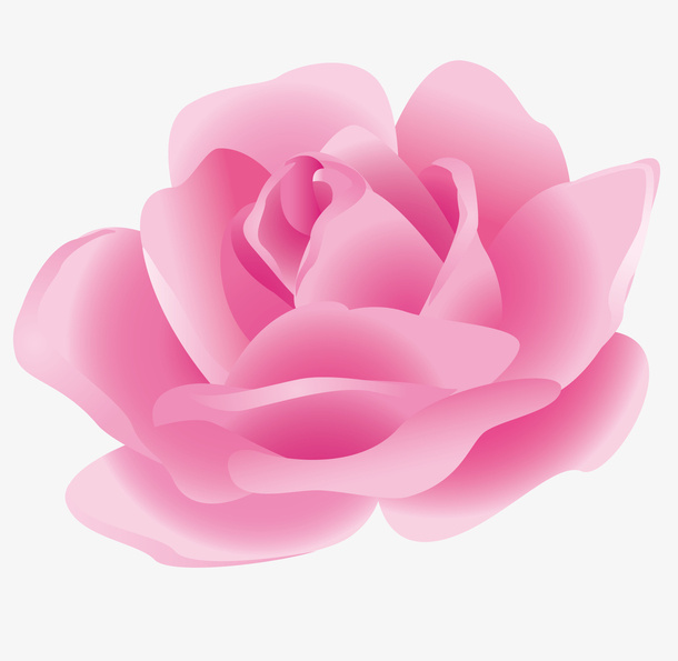 粉色新鲜玫瑰花免抠