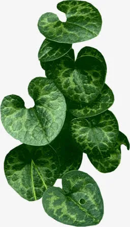 黄瓜叶子花类PNG透明素材免抠