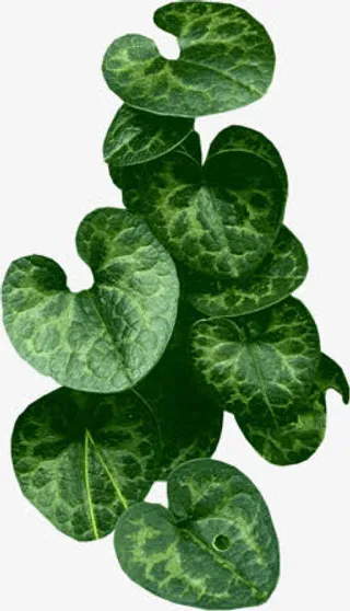 黄瓜叶子花类PNG透明素材免抠