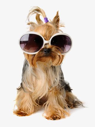 长毛宠物狗免抠