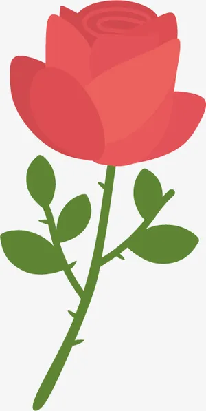 花 玫瑰花 小王子玫瑰花免抠