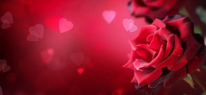 爱情情人节红色玫瑰浪漫花瓣背景banner高清
