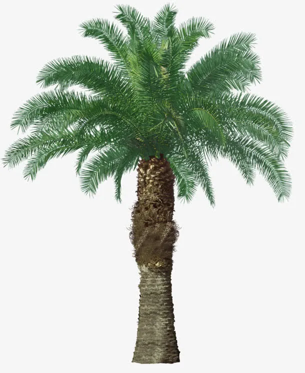 香蕉树免抠
