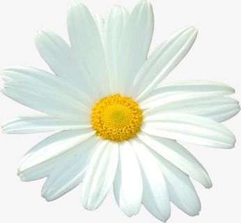 植物花卉素材卡通鲜花 白色精美免抠