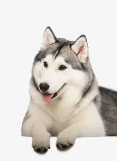 哈士奇狗狗免抠 哈士奇狗狗免抠