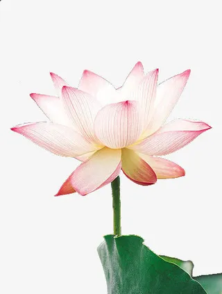纯洁的莲花免抠