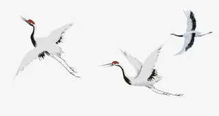 三只飞舞的鹤免抠