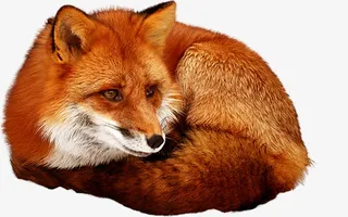 狐狸透明PNG免抠图免抠