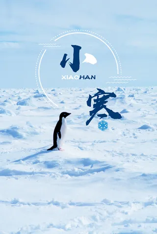 24节气之小寒蓝色创意小清新企鹅海报高清