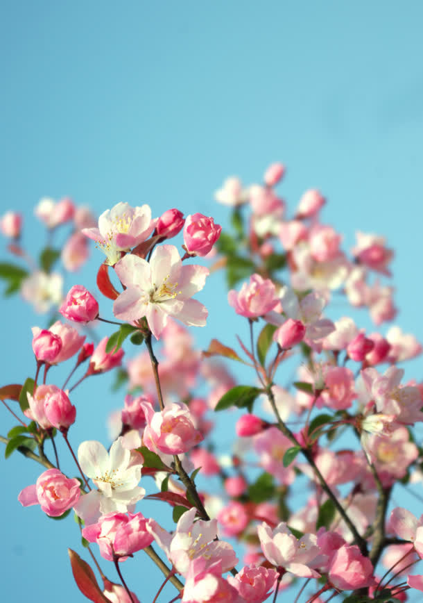 黄蕊粉花绿叶衬托免抠