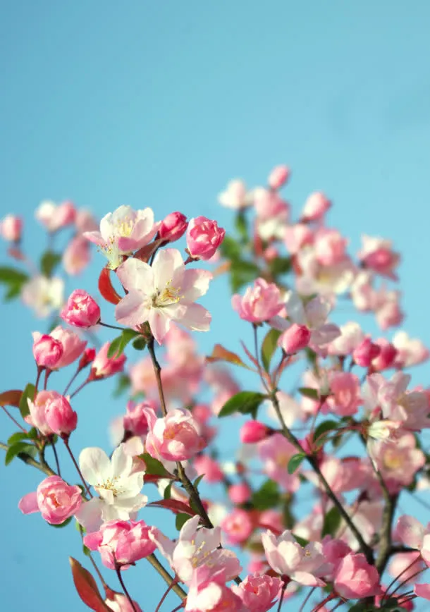 黄蕊粉花绿叶衬托免抠