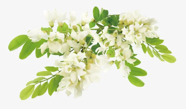 绿叶间的槐花免抠