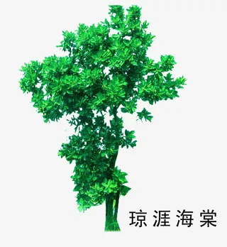 琼崖海棠免抠