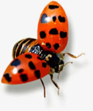 春天瓢虫昆虫设计免抠装饰动物元素