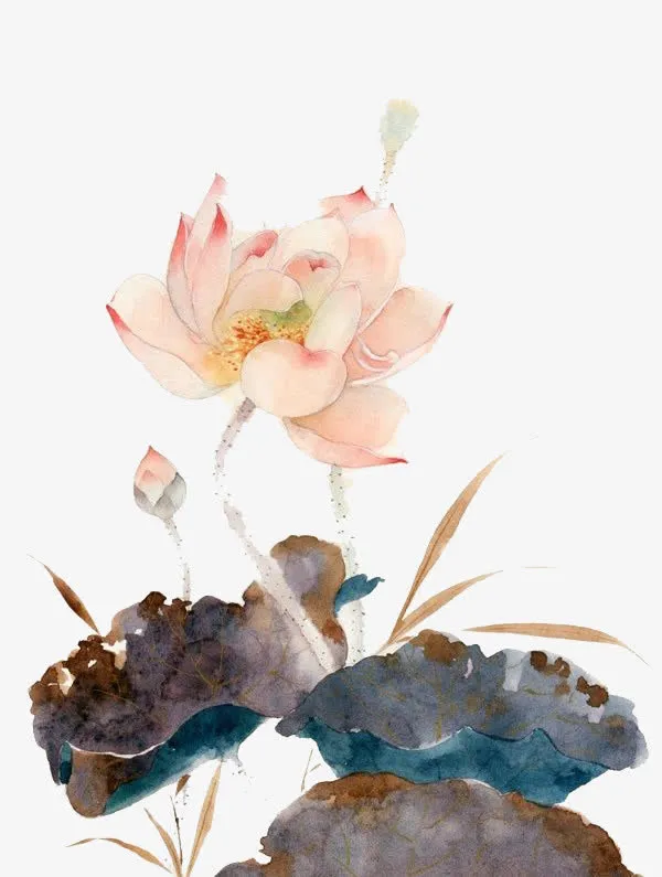水彩荷花免抠