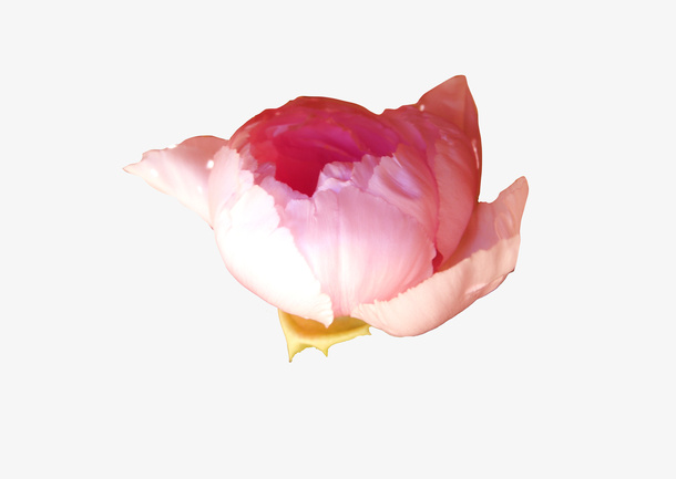 一朵红色花朵免抠