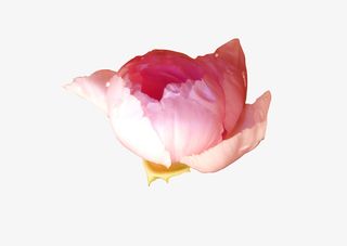 一朵红色花朵免抠