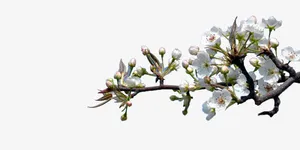 十里春风中国风水墨桃花免抠