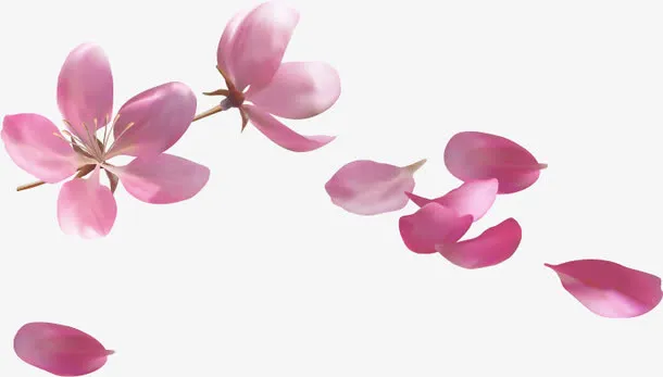 唯美花瓣花木槿花免抠