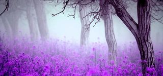 紫色梦幻花丛高清