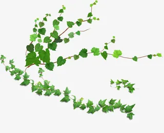 藤蔓装饰免抠