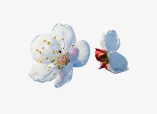 两朵白梨花花瓣免抠