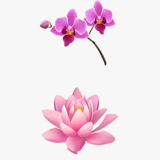荷花与梅花免抠