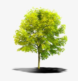 春天阳光下翠绿的树免抠