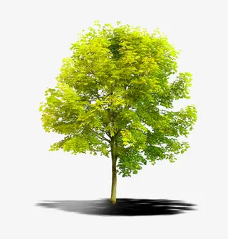 春天阳光下翠绿的树免抠