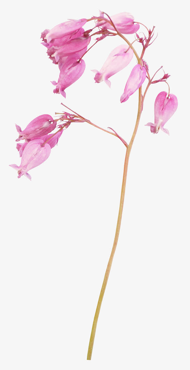 漂亮花枝免抠