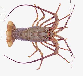 深海大龙虾免抠