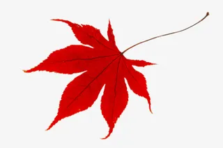 一片红色的枫叶免抠