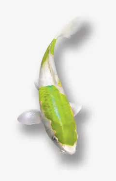 金鱼免抠