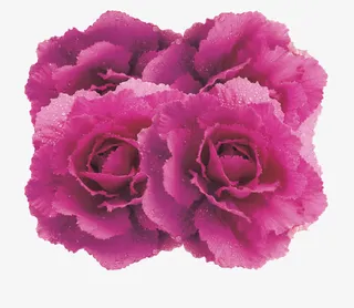 迎新年节日素材免抠