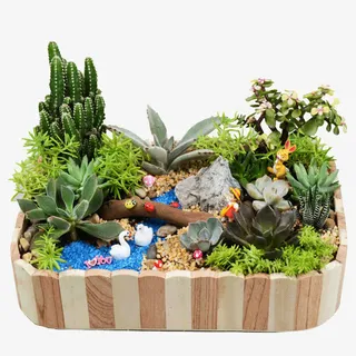 多肉植物组合DIY含盆栽免抠