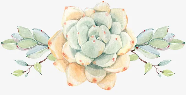 多肉植物水彩绿色免抠