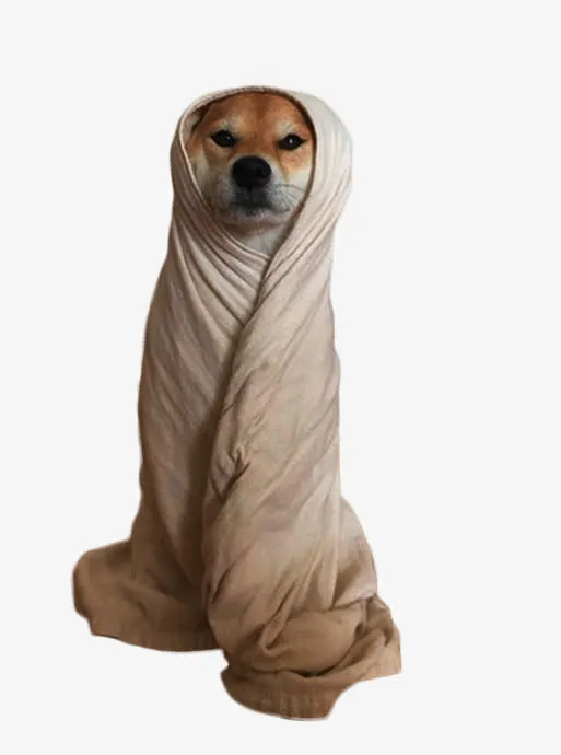 可爱的柴犬素材图片免抠