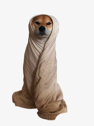 可爱的柴犬素材图片免抠