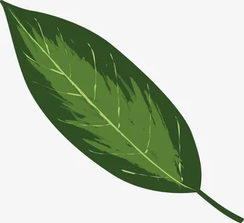 绿色叶子PNG下载免抠