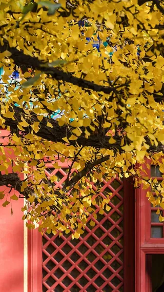 秋季背景风景金黄色高清