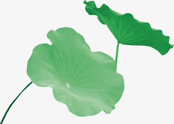 荷花免抠