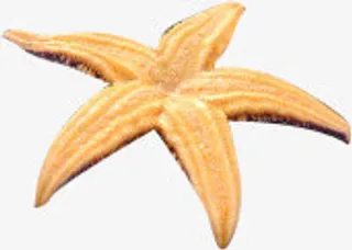 高清海边效果夏日海星免抠