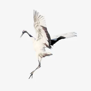 中国风仙鹤免抠