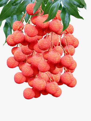 亚热带水果荔枝百果之冠免抠