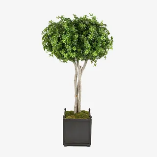 绿色树类盆栽方盆花盆常青树大头免抠